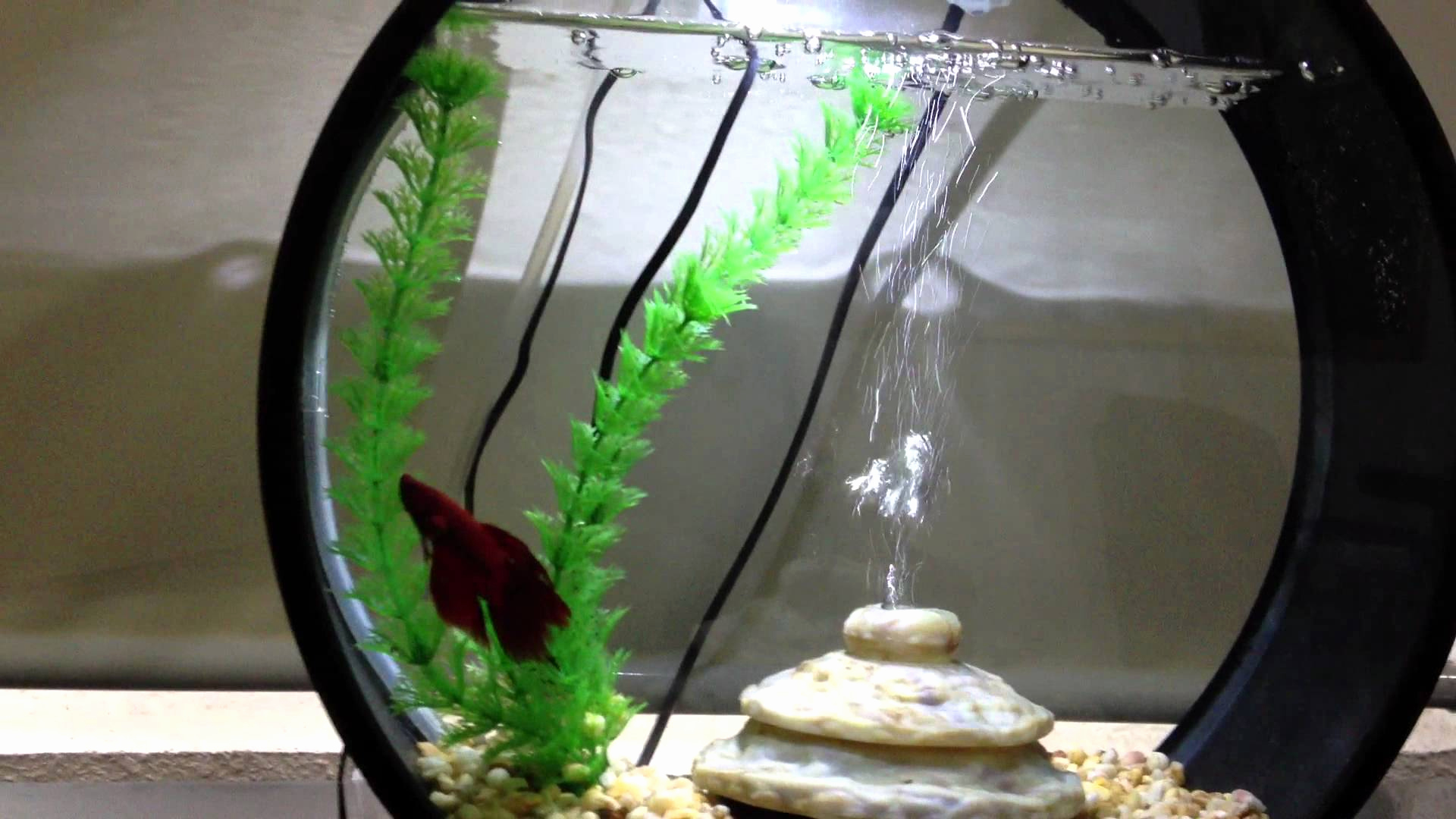 Table basse aquarium bon coin