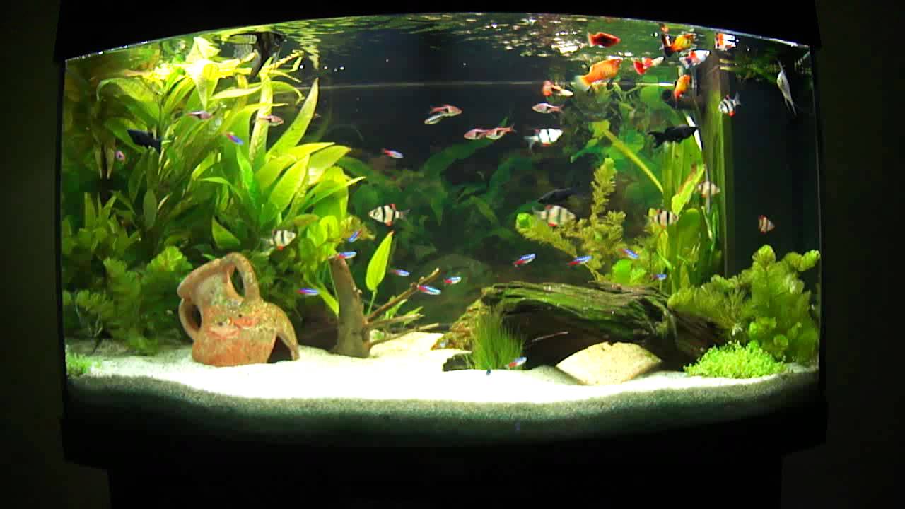 Table basse aquarium eau chaude